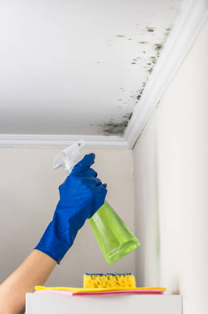 Best Localized Mold Remediation (e.g., coastal areas, humid climates) in Dakota Ridge, CO